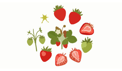 Strawberry plant elements collection blossom bush ripe and sliced berry vector summer harvest isolated on white © MstMonisha