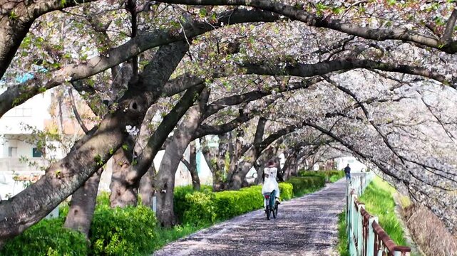 Slow motion of woman cyclist on pedestrian path under cherry trees with falling petals, on a sunny spring day, Kanare River, Nagoya, Japan