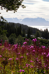 Flowers next to water in Alaska