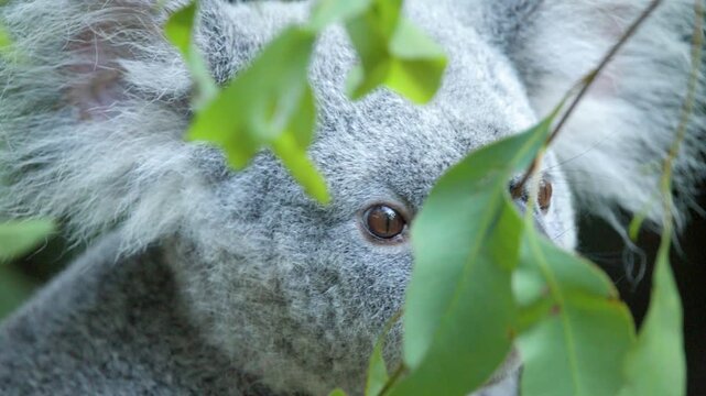 Close Up of a Koala Peering Through Eucalyptus Leaves in Australia