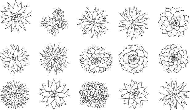 Succulent plant illustration set, botanical artwork collection, decorative vector design, bold graphic icon, black white floral symbol