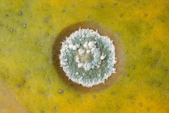 Close-up of circular mold on the surface of papaya