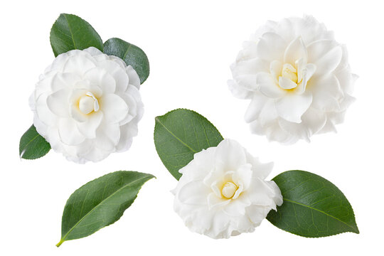 Several blooming white camellias on white background.