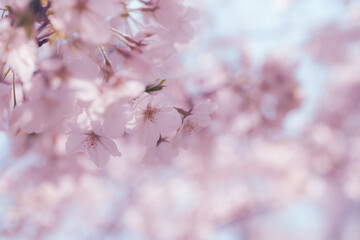 Obraz premium 桜