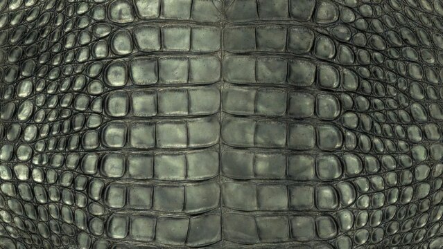 Close-up view of a textured crocodile skin pattern with a three-dimensional effect