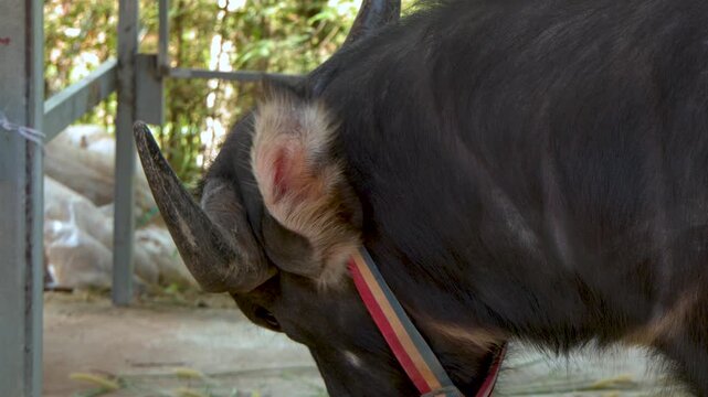 Close Up Profile of a Domestic Water Buffalo in Thailand