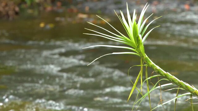 Tropical Pandanus Plant Overhanging a Fast Flowing River in Palau