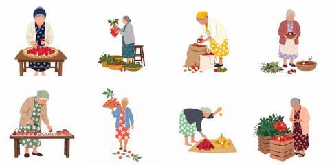 Fototapeta premium Set of flat vector illustrations depicting elderly women harvesting, sorting, and packing tropical rambutan and lychee fruit.