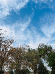 Blue Sky with Wispy Clouds and Green Trees