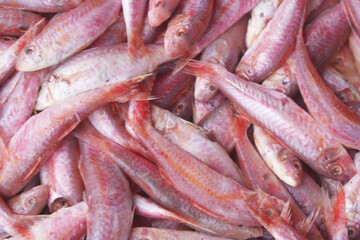 Many fresh red mullet fishes close up	