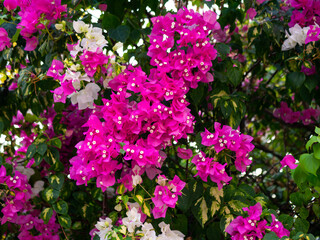 Fototapeta premium Close-up of bright pink bougainvillea flowers with shallow depth of field, vibrant floral background in garden