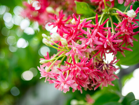 Rangoon Creeper flowers blooming in clusters, pink and red Combretum indicum in tropical garden