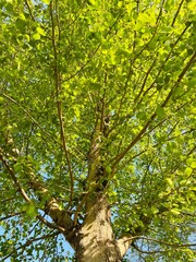 Obraz premium Vibrant Green Tree Canopy Against Sky