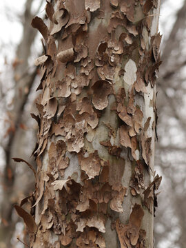 Interesting looking tree trunk with pealing park.  Guessing some type of birch.