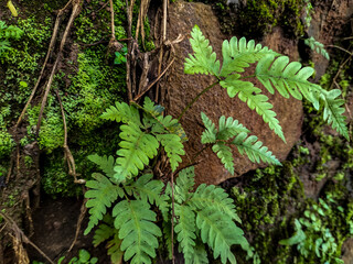A macro view of large green, most and small ferns growing on a damn rock in a tropical forest, showing natures texture and details. Selective focus.   © Putradigitalid
