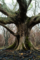 Obraz premium Ancient oak tree with gnarled trunk and wide canopy in a sunlit forest