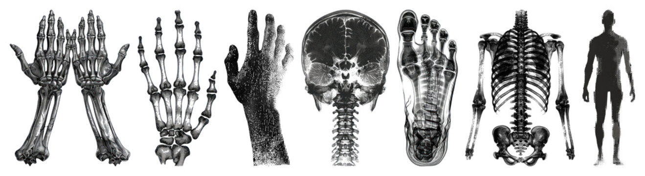 PNG Detailed anatomical skeleton illustrations on transparent background