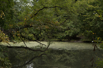 Serene lake with overhanging tree branches in a lush green forest