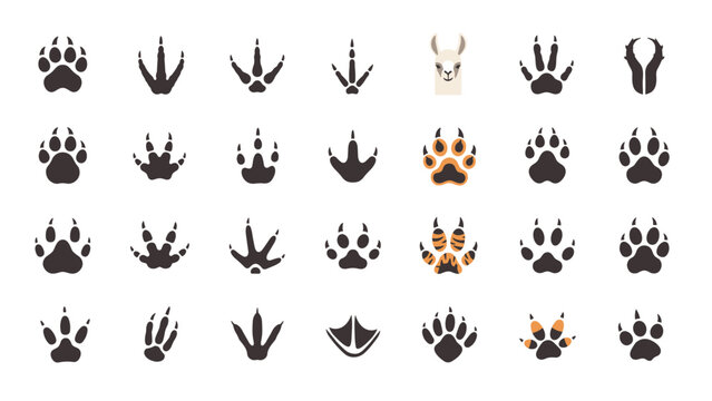 Collection of various animal paw prints and bird tracks silhouettes isolated on a white background with a cute llama illustration.