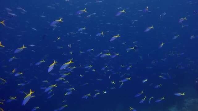 Small yellow tail fusiliers swimming in mesmerising shapes above a coral reef
