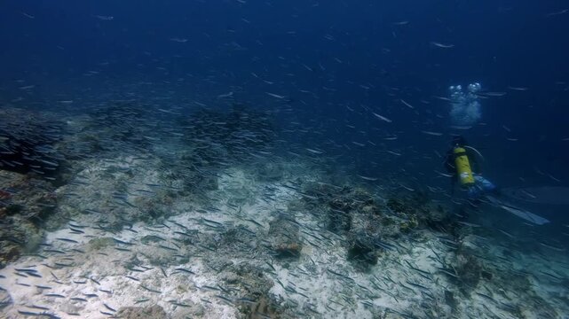 Large number of small fish racing over a coral reef and past a scuba diver