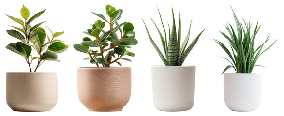 Fototapeta premium PNG Modern potted plants collection on transparent background