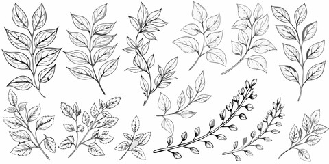 Botanical illustration of various leaves and delicate plant branches