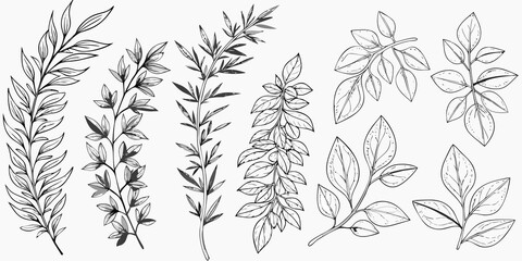 Botanical illustration of various leafy branches and delicate foliage © Nasir