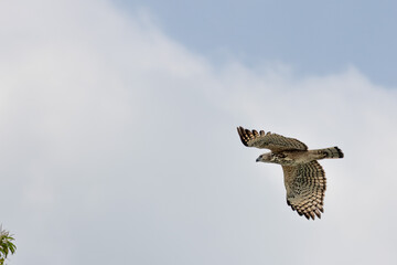 Fototapeta premium Changeable Hawk-Eagle flying and soaring in the sky 