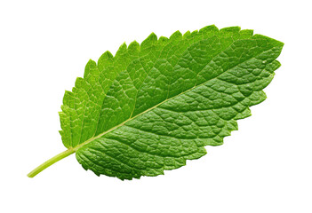 Fototapeta premium Close-up of a vibrant green mint leaf