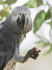Fototapeta premium African grey parrot holding food in claw close up portrait