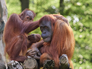 Fototapeta premium Orangutan mother with baby in natural environment