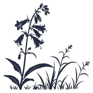 penstemon digitalis silhouette on white background