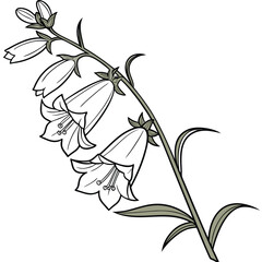 penstemon digitalis vector © MOHAMMADRIPON