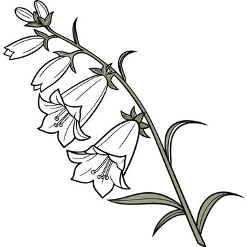 penstemon digitalis vector