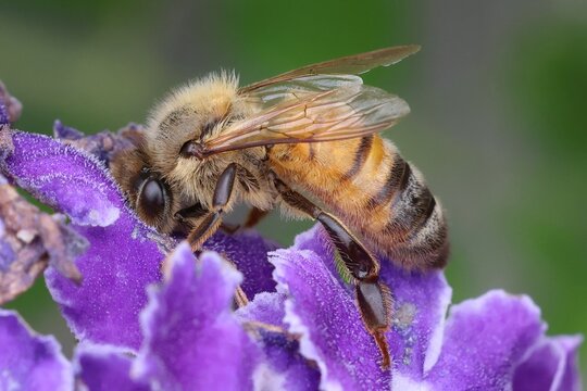 European honey bee, or western honey bee (Apis mellifera), collecting pollen from purple flowers of Golden Dewdrop (Duranta erecta). Pollination and honey production