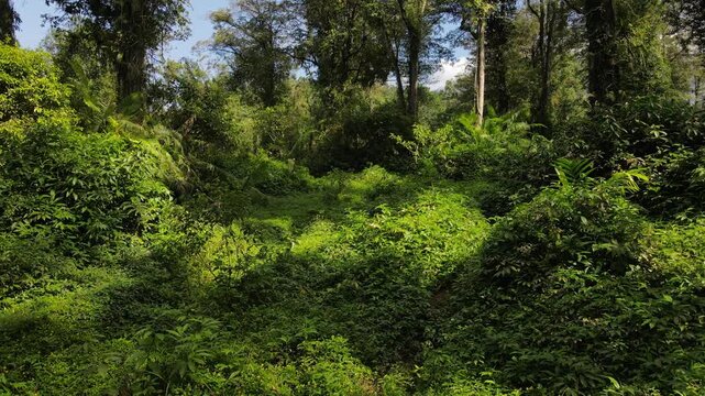 Epic Tropical Forest Landscape with Diverse Trees in Southeast Asia, Drone View. Lush Jungle with Pine, Mahogany, and Palm Trees covered Wild Orchids and Vines