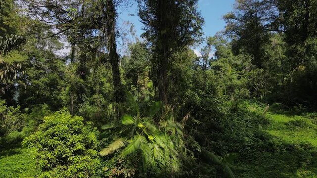 Epic Tropical Forest Landscape with Diverse Trees in Southeast Asia, Drone View. Lush Jungle with Pine, Mahogany, and Palm Trees covered Wild Orchids and Vines