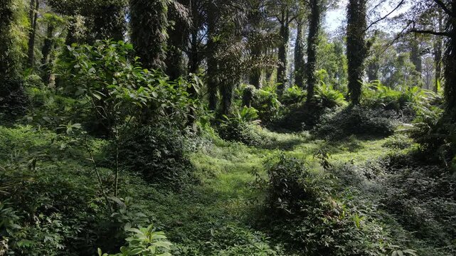 Epic Tropical Forest Landscape with Diverse Trees in Southeast Asia, Drone View. Lush Jungle with Pine, Mahogany, and Palm Trees covered Wild Orchids and Vines