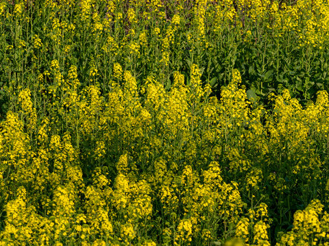 yellow rape field