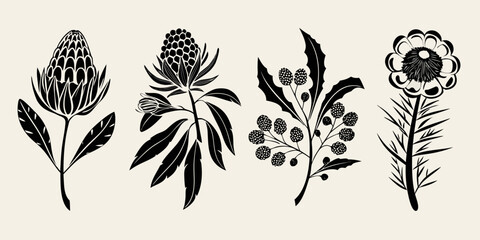Elegant black and white botanical illustration featuring protea and berry branches © Dilip