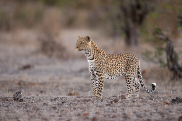 African Leopard standing in the arid desert landscape