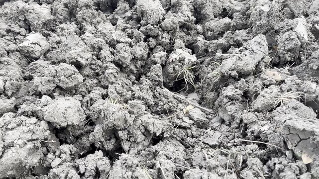 Close up of Dry Cracked Soil and Earth Clods Texture