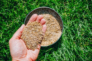 Fototapeta premium Close-Up View of Hand Holding Grains Above Bowl of Seeds on Fresh Green Grass Background
