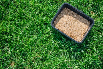 Fototapeta premium High angle view of grass seed mixture in box on lush turf, lawn restoration concept