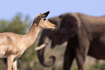 Female Impala with African Elephant in the background © stuporter