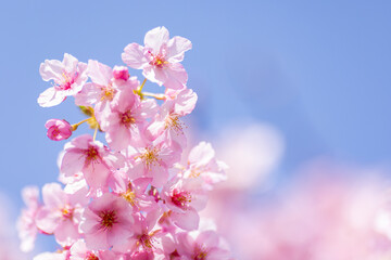 青空に映える満開の河津桜と柔らかな光の玉ボケ