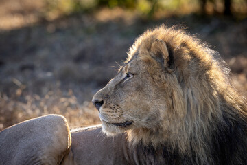 Obraz premium Close-up profile of a male African lion with big mane in golden light
