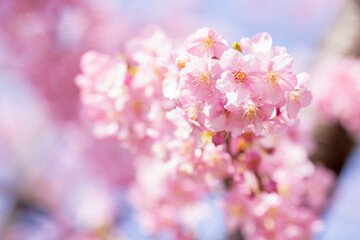 満開の河津桜のクローズアップと青空の背景 © 茉利生 佐藤