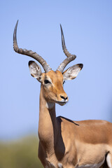 Male Impala profile portrait against clear blue sky, Botswana © stuporter